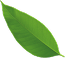 Detalle Hoja
